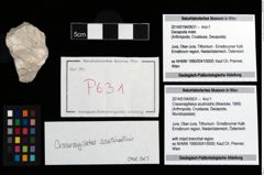 Foto (Objekt + Etikett) von Cracensigillatus acutirostris (Moericke, 1889)  (NHMW-GEO-2014-0194-0631)